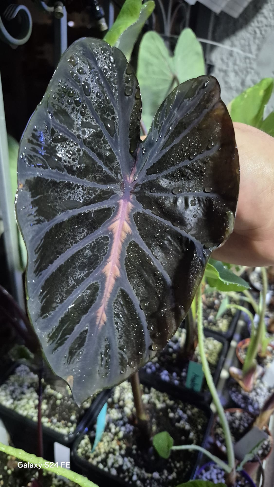 Colocasia Black Lava